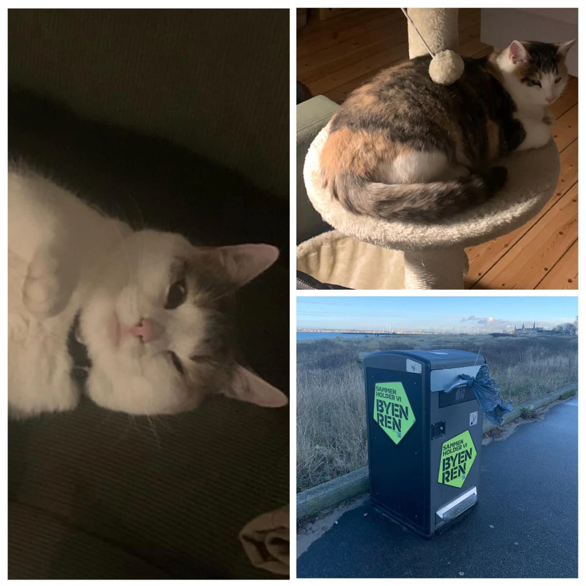 Collage af Kiara: til venstre ses hendes hvide ansigt med lyserød næse, til højre ses hun liggende i en katteseng hvor hendes skildpadde/tabby-mønstrede ryg er synlig. Nederst til højre ses skraldespanden ved Gummistranden hvor hendes halsbånd blev fundet.