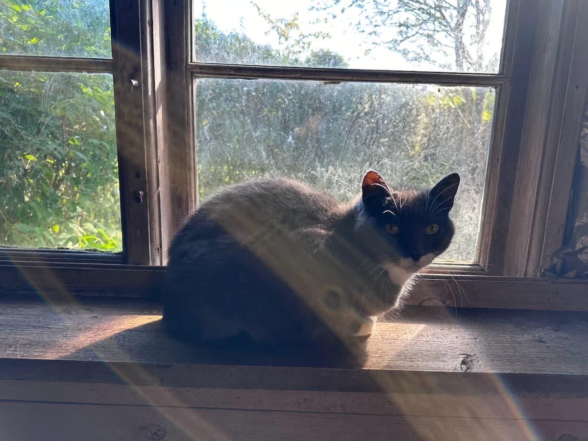 En kat der sidder på en vindueskarmen og kigger udad