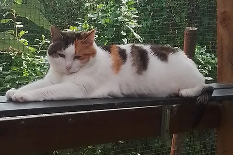 Savnet hvid kat med sort og orange pletter