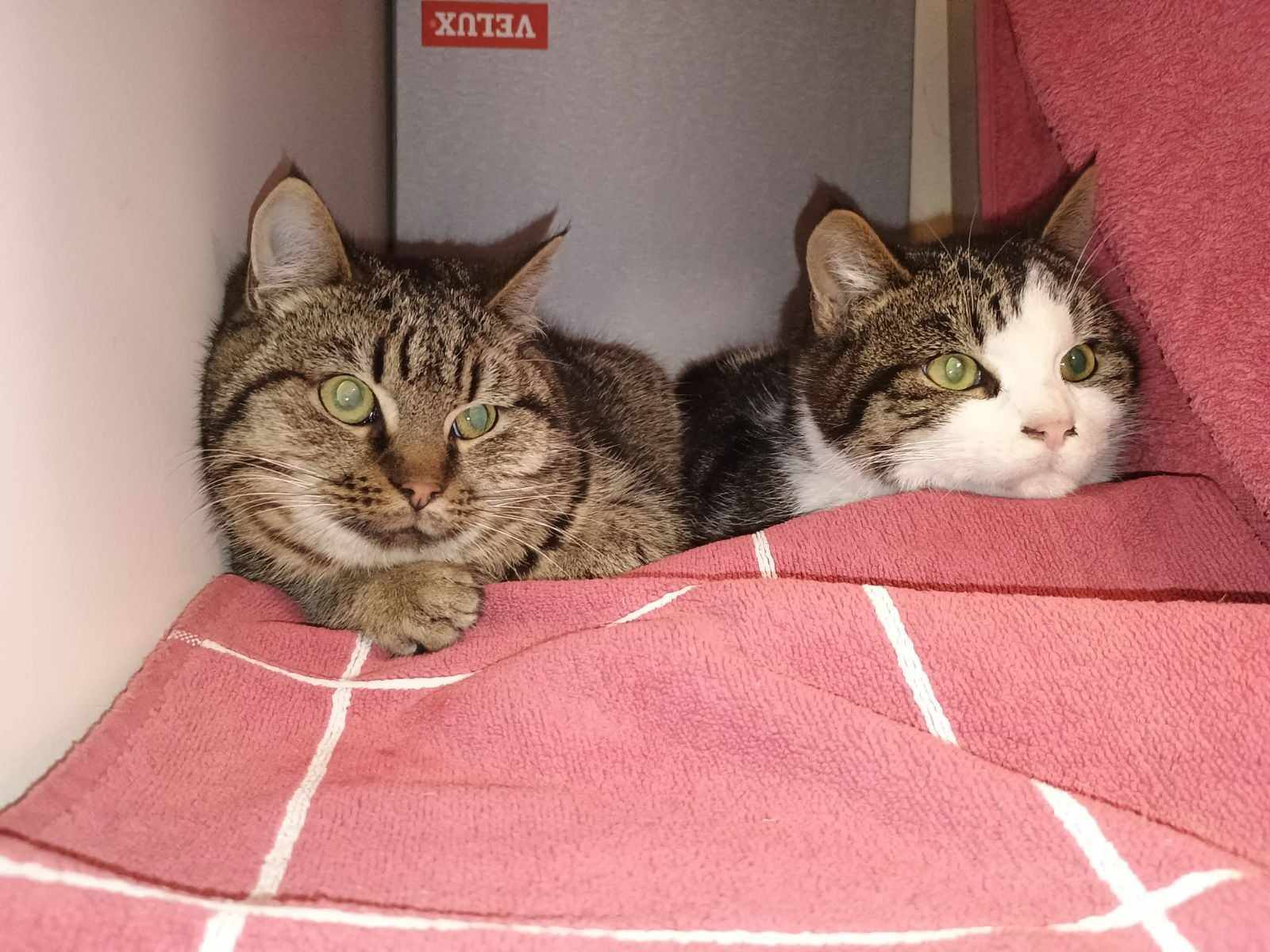 Mismor og hendes datter søger kærligt hjem 💚🐱