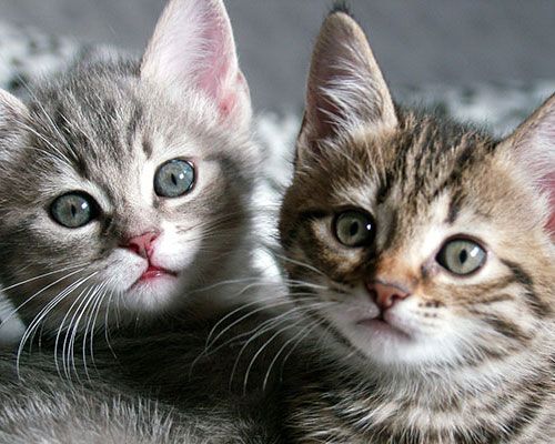 2 Katte